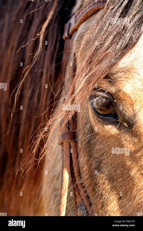 Buckskin Horse Images