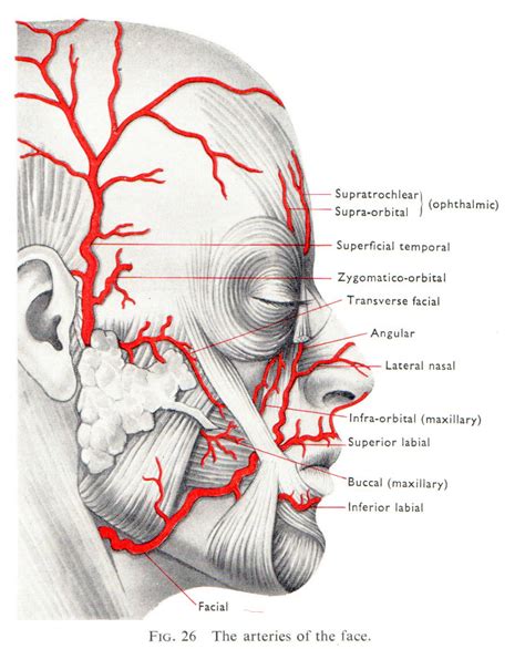 Does Your Aesthetics Injector Know Their Anatomy? | L1P