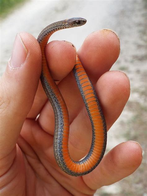 Red-bellied Snake on Driving Trail | Snake, Reptiles, Reptiles and ...