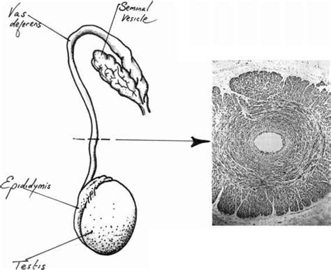 Rapid sperm transport the vas deferens and sperm competition - Sexual Selection