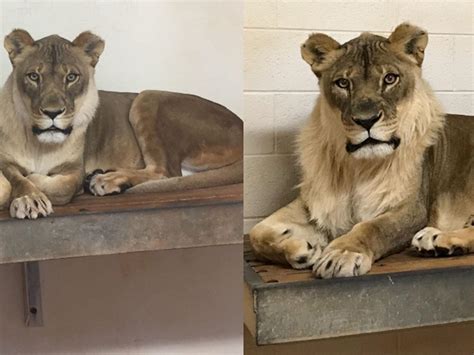 Bridget, an 18-year-old lioness, suddenly sprouts a majestic mane ...