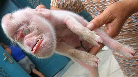 Bizarre Monkey Pig Hybrid Born In Cuba - YouTube