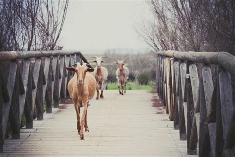 Goats On The Bridge In Vrosina Village In Ioannina Greece Stock Image - Image of forest ...