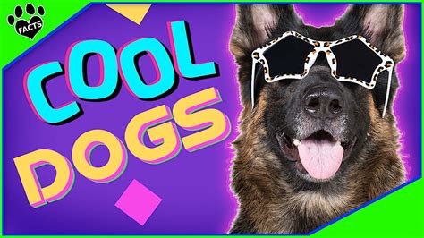 Top 10 Coolest Dog Breeds: in the World! Dogs 101 - YouTube