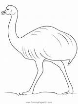 Emu Coloring Pages Realistic Animals Drawing Printable Birds Animal  sketch template