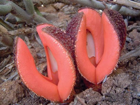 Parasitic Plant Connection - Hydnoraceae