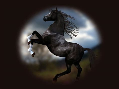 Black Horse Wallpapers - Wallpaper Cave