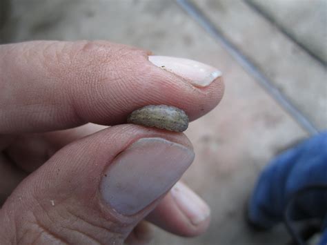 black cutworm larvae – Integrated Pest and Crop Management – UW–Madison