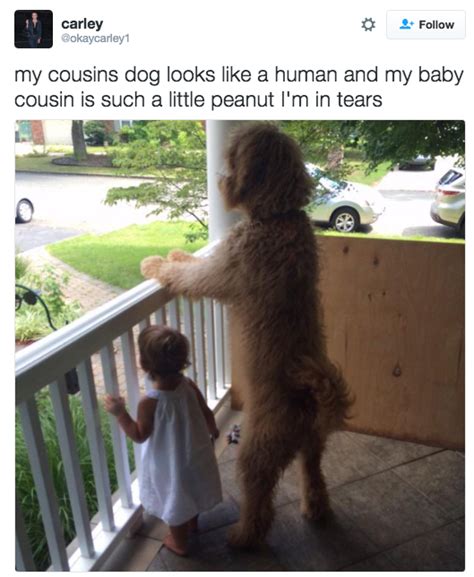 21 Dogs That Look Eerily Similar To Humans Wearing Dog Suits | Dog suit, Dog memes, Funny animals