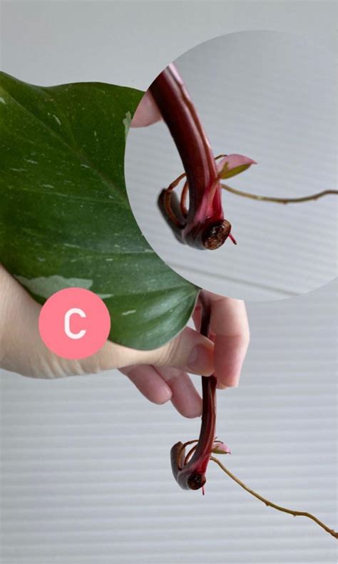 Philodendron Pink Princess cuttings, Furniture & Home Living, Gardening, Plants & Seeds on Carousell