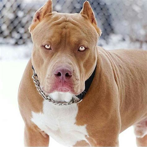 Top 10 Most Dangerous Dog Breeds. - HollyBolly Zone