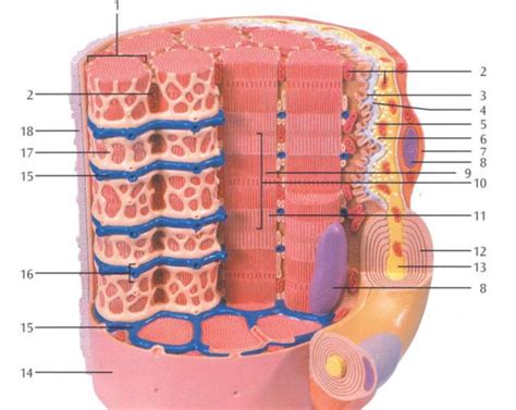 LAB - microscopic model of muscle fiber Diagram | Quizlet