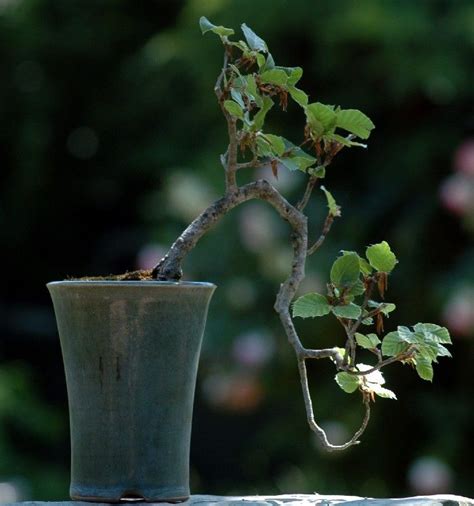 Penjing-Bonsai | Bonsai, Bonsai garden, Outdoor decor