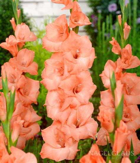 Ibadan Gladiolus Flower Bulbs – Nagel Gladiolus Bulbs