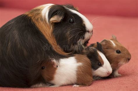 2,472 Cavy Home Stock Photos - Free & Royalty-Free Stock Photos from ...