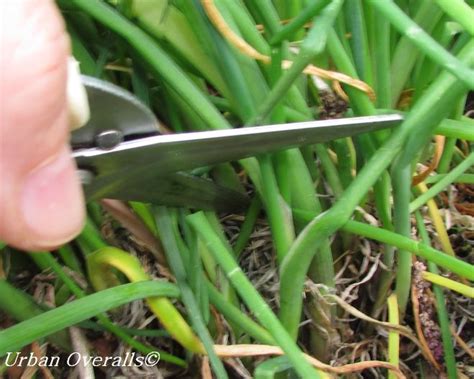 4 Steps to Harvest Chives • Urban Overalls