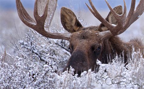 A Moose Hidden in the Snow | Flickr - Photo Sharing!