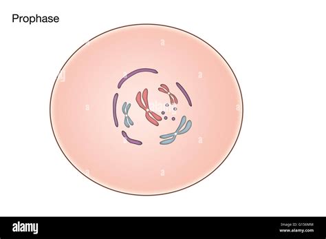 Animal Cell Mitosis Prophase
