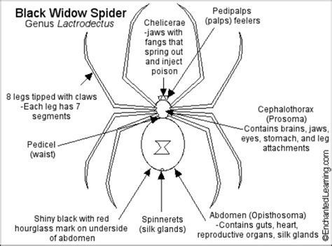 REPRODUCTION & DEVELOPMENT - Black Widow spider