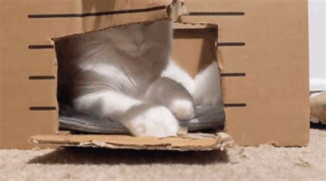 Cat Box GIF - Cat Box Cat Box - Discover & Share GIFs