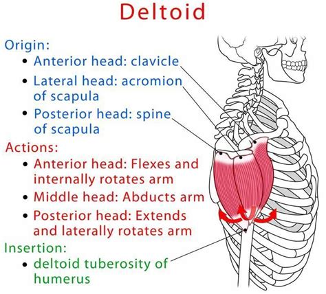 Deltoid muscle anatomy and test (video) Hand Therapy, Massage Therapy, Physical Therapy ...