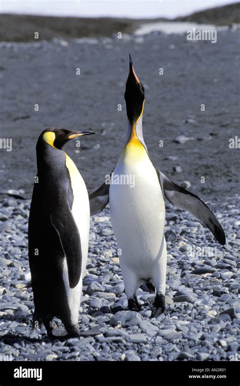 King Penguins Mating Call Stock Photo - Alamy