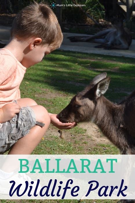 Ballarat Wildlife Park, Get Up close to Native Australian Animals - Mum's Little Explorers