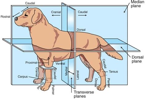 Veterinary Anatomical Terms of directions Diagram | Quizlet