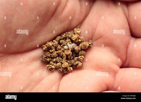 A handful of beetroot seeds ready for Spring planting Stock Photo - Alamy