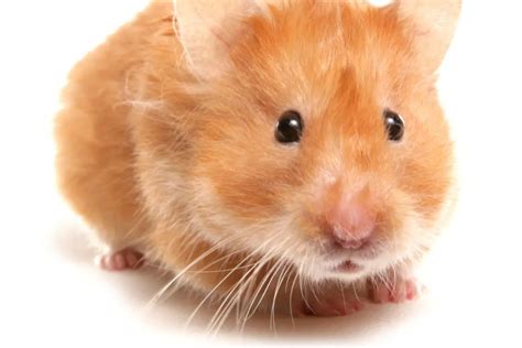 The Colorful Charm of Orange Hamsters: A Comprehensive Guide - Hamster Spruce