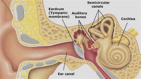 Researchers Create Scaffolds For Eardrum Replacement | Minds of Malady