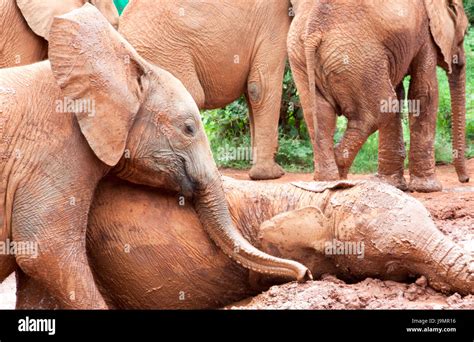 Baby elephants playing Stock Photo - Alamy