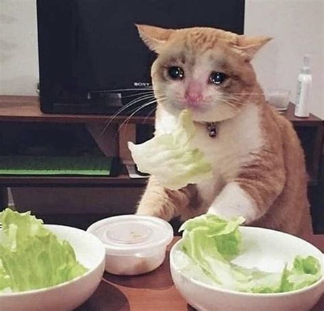 Right in f-front of my s-salad : r/CryingCatMemes