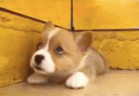 The happy little corg, smiling his way into your heart. | 51 Corgi GIFs That Will Change Your ...