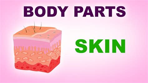 Skin - Human Body Parts - Pre School Know Your Body - Animated Videos For Kids - YouTube