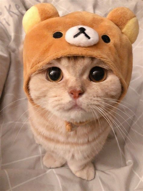 リラックマな猫がとても可愛い | Cute baby cats, Cute cat gif, Cute cats and dogs