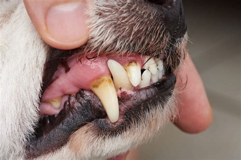 5 Ways To Clean Your Dogs Teeth