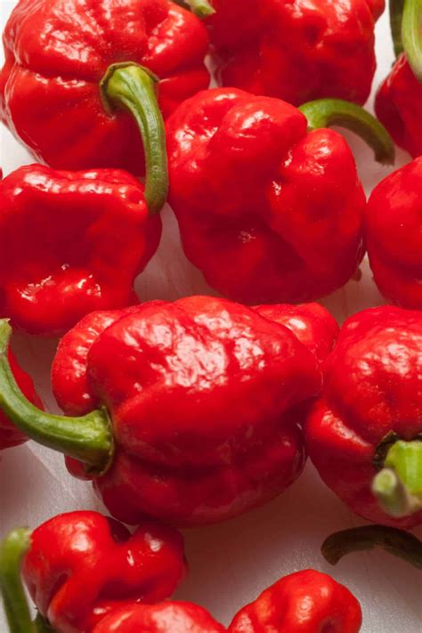 Trinidad Scorpion Pepper : Trinidad Scorpion Pepper Melissas Produce ...