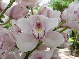 Cymbidium Orchids That Will Grow Well Outside in Tennessee – Viet Nam ...