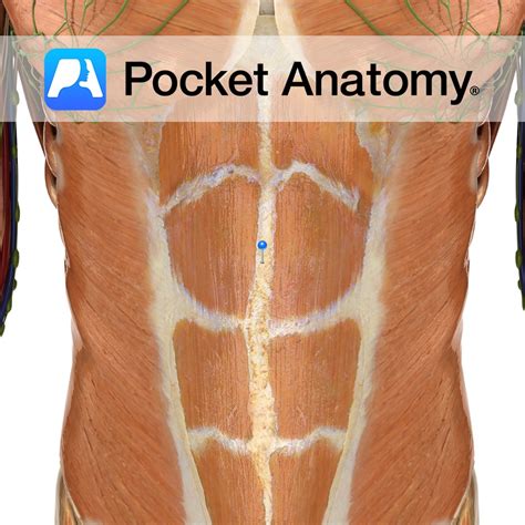 Linea alba - Pocket Anatomy