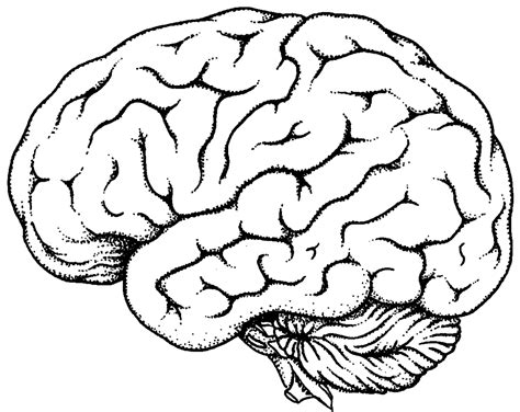 Free White Brain Cliparts, Download Free White Brain Cliparts png ...