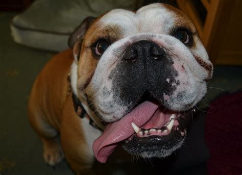 Bulldog | A happy English bulldog | Rob Witcher | Flickr