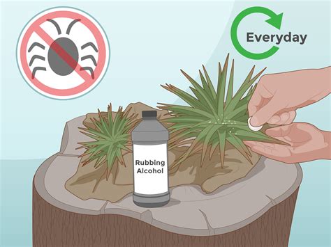 3 Ways to Care for a Bromeliad - wikiHow