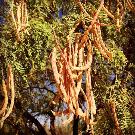 Mesquite: Arizona and Hawaii have something in common! - Garden Variety Life