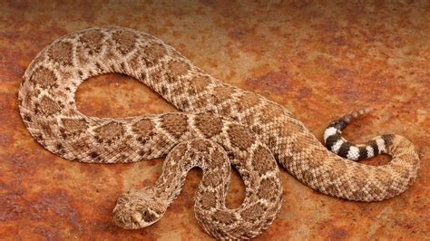 Rattlesnake Images