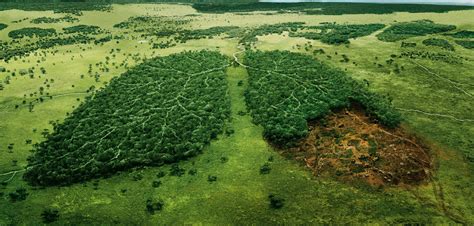 Deforestation—Causes, Effects, and Solutions | Futurism