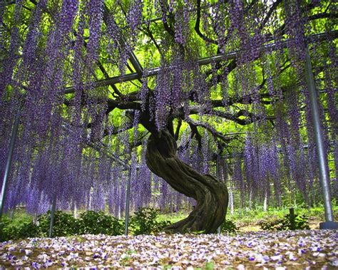 Ashikaga Flower Park | GardensOnline