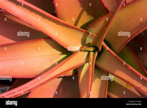 Aloe buettneri hi-res stock photography and images - Alamy