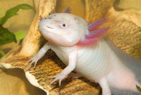 Axolotl Out Of Water