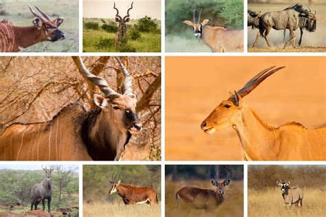 Top 10 Largest Antelope Species in the World